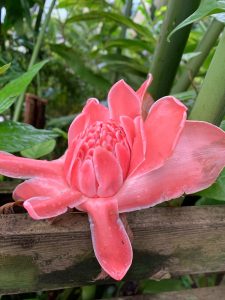 A beautiful pink Torch Ginger flower in the tropical biome at the Eden Project