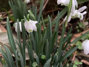 Snowdrops, some of the first spring flowers