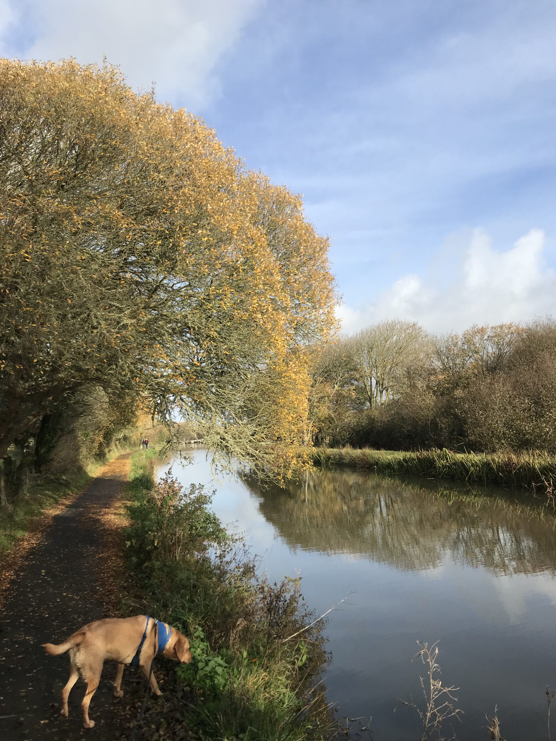 Bude canal - a photo showing Bude canal in the Autumn